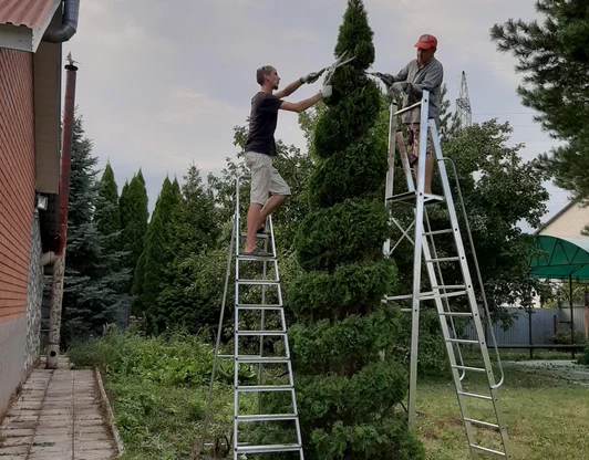 Полный спектр услуг по озеленению участка и комплексный уход за садом.